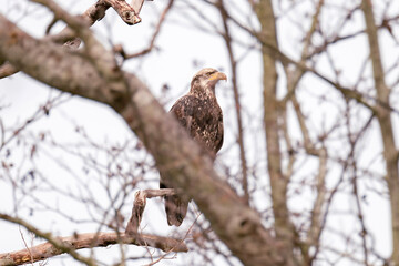 Juvenile bald eagle 