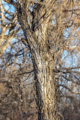 Bird Searching for Food 2