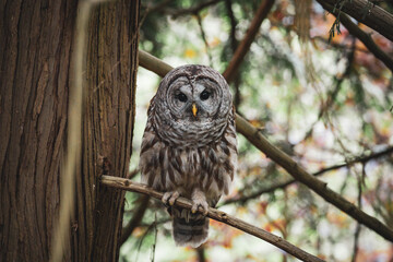 Barred Owl in a tree in Vancouver, Canada 
