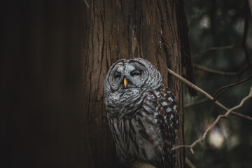 Barred Owl in a tree in Vancouver, Canada 
