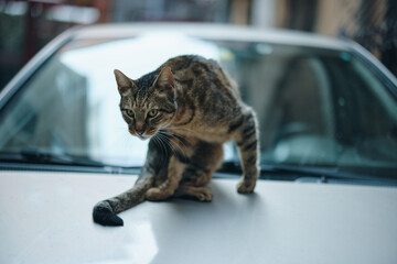 street cat sits on a car on the street and licks wool, animal shelter