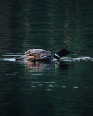 Loon on a lake 