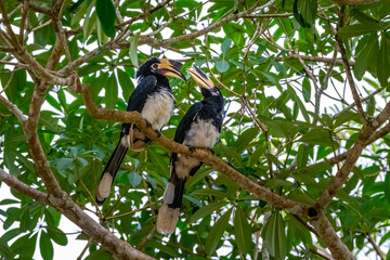 An amazing beauty of Oriental Pied Hornbill which is local bird that lives in Khao Yai National Park in Thailand