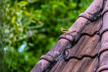 Grey wagtail (Motacilla cinerea) sitting on the roof. Detailed portrait of a yellow bird. Colorful songbird eating insects. Wildlife scene from Khao Yai National Park, Thailand.