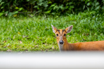 Muntiacus muntjak or fea's barking deer or so called fea's muntjac with flowers in background, Khao Yai National Park