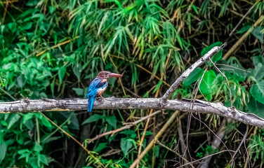 The white-throated kingfisher also known as the white-breasted kingfisher is a tree kingfisher