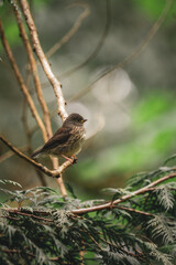 sparrow on a branch
