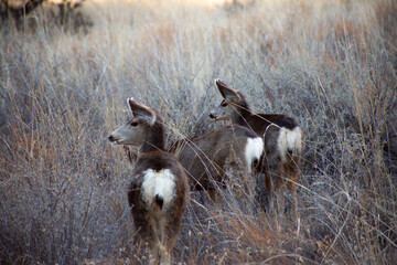 Mule Deer