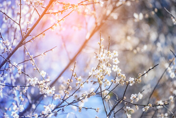 Purple Pastel flower floral soft nature blossom blurred background. Vintage retro romance plum botanical bloom spring season. Blurry Cherry blossom petals plant in beautiful garden. Backdrop template