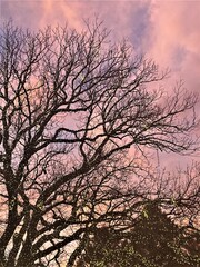 Tree with lights in sunset