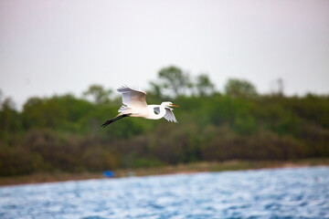 Great egret