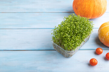 Microgreen sprouts of watercress with pumpkin on blue wooden background. Side view - obrazy, fototapety, plakaty