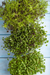 Set of boxes with microgreen sprouts of rucola, mizuna and kohlrabi cabbage. Top view.