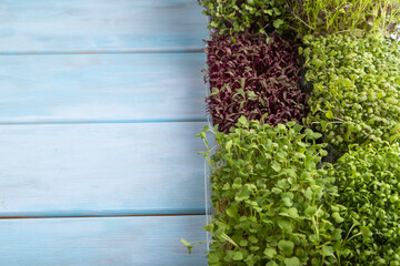 Set of boxes with microgreen sprouts of amaranth, rucola, watercress, mustard,  mizuna and kohlrabi cabbage. Side view.