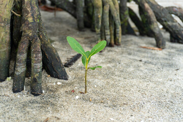 mangrove trees on a white sandy beach in nature