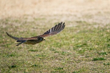 地面スレスレの低空で飛ぶチョウゲンボウ メス