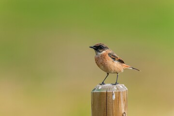 グリーンバックにお気に入りの杭にとまってくつろぐノビタキ オス