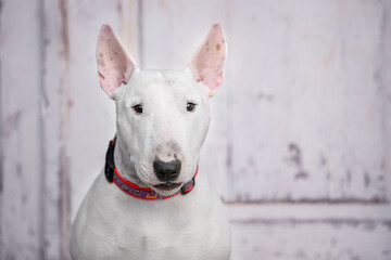 Portrait white bull terrier collar attentively looks expressive muzzle antique building. Aesthetics of ancient doors tour. Contrast English aristocratic dog against background of shabby old loft wall