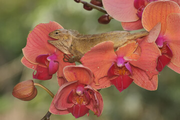 An oriental garden lizard is sunbathing on a flower-filled moth orchid stem. This reptile has the...