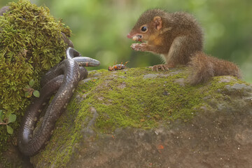A Javan treeshrew is threatening a pipe snake that enters its territory. This rodent mammal has the...