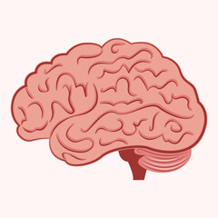 Human Brain isolated scientific illustration design