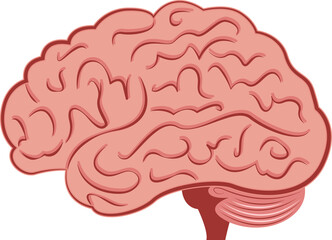 Human Brain isolated scientific illustration design