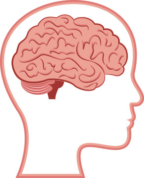 Human Brain isolated scientific illustration design