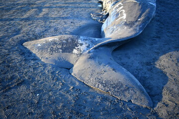 tail from washed up whale