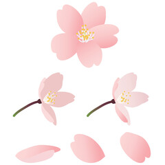 Obraz premium リアルな桜の花のアイコンイラストセット