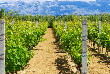 Fototapeta na wymiar young vineyard. green vineyard rows landscape. nature landscape. vineyard with small young grapes in countryside