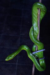 A green rat snake is resting on a dry tree branch. This reptile has the scientific name Gonyosoma prasinum.