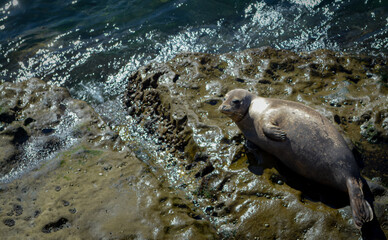 seal on the rocks