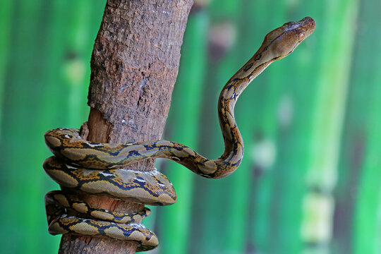 A reticulated python resting on a dry tree trunk by twisting its body. This reptile has the scientific name Malayopython reticulatus.