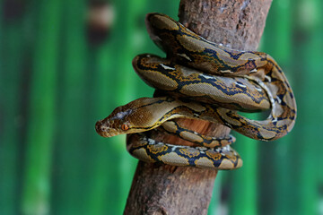 A reticulated python resting on a dry tree trunk by twisting its body. This reptile has the scientific name Malayopython reticulatus.