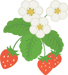 葉っぱや花が付いているイチゴのイラスト