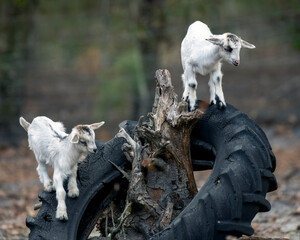 Two White baby goats playing on an old tractor tire
