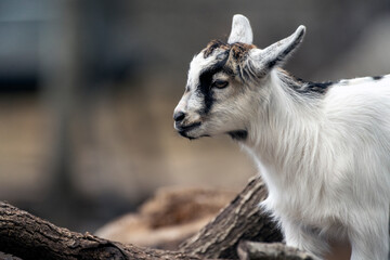 a close up of a black and white baby goat