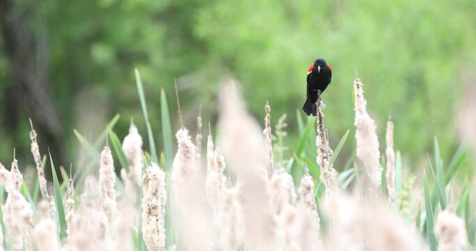 Red Winged Blackbird Calls