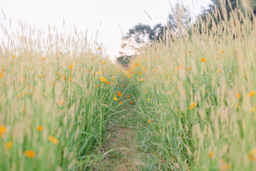 wildflower field