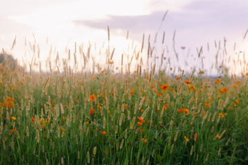 wildflower field