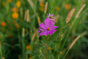 wildflower field