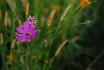 wildflower field
