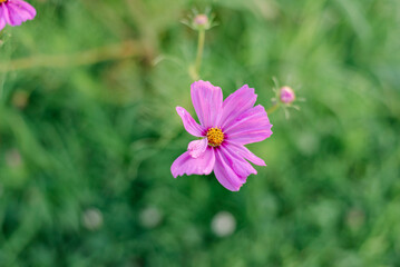 Fototapeta premium wildflower field