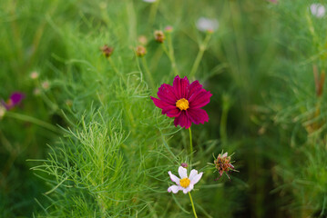 wildflower field