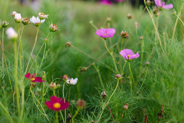 Obraz na płótnie Canvas wildflower field
