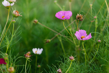 wildflower field