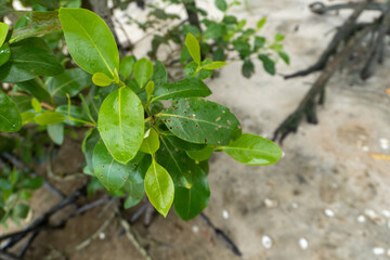 mangrove trees on white sandy beach in nature