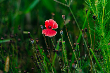 wildflower field