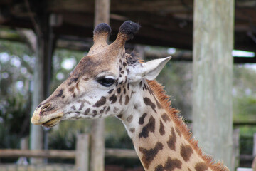 close up of a giraffe