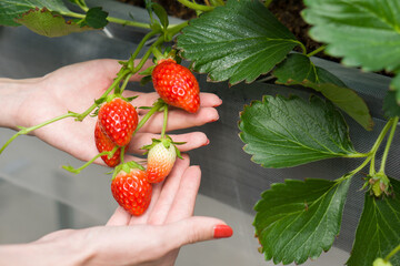 Japanese strawberries picked fresh from the garden by hand. Fragrant, sweet, big, juicy, satisfying taste while visiting the indoor farm.